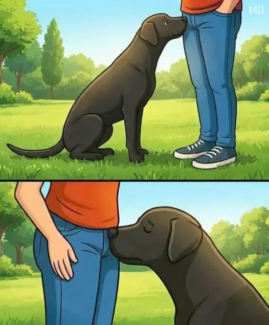 Why Dogs Sniff Certain Areas: What This Common Behavior Really Means